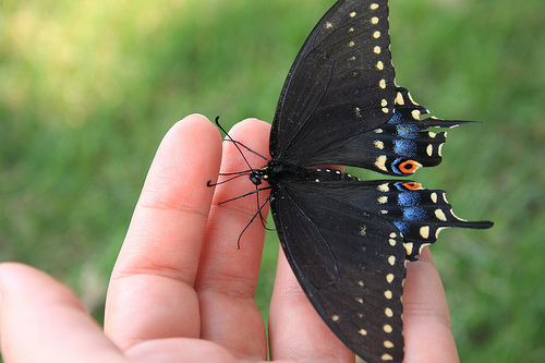 eastern swallowtail